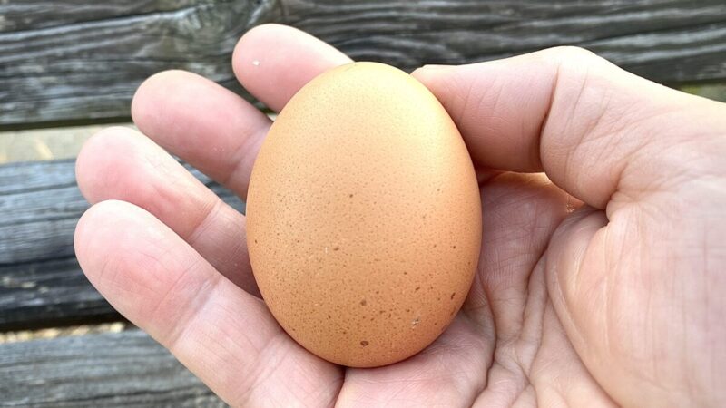 あぐりん村で購入した平飼い卵を手のひらに乗せた様子